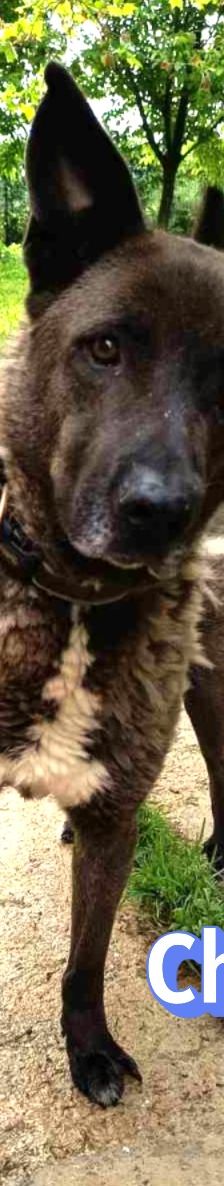 Chocko – Schäferhund-Mix, Unbekannt, 4 Jahre 4 Monate, Griechenland – Foto 2