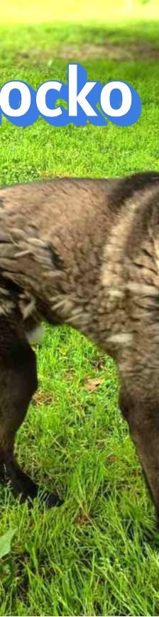 Chocko – Schäferhund-Mix, Unbekannt, 4 Jahre 4 Monate, Griechenland – Foto 3