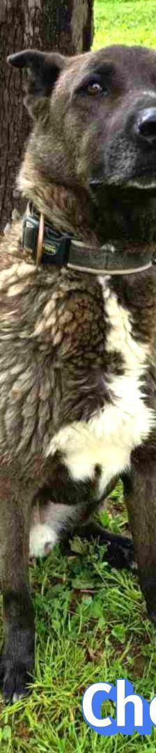 Chocko – Schäferhund-Mix, Unbekannt, 4 Jahre 4 Monate, Griechenland – Foto 5