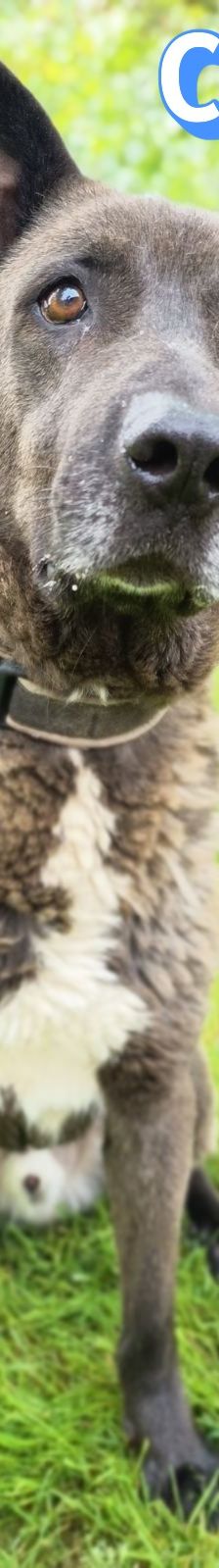 Chocko – Schäferhund-Mix, Unbekannt, 4 Jahre 4 Monate, Griechenland – Foto 6
