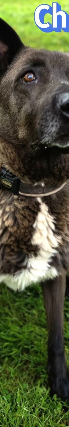 Chocko – Schäferhund-Mix, Unbekannt, 4 Jahre 4 Monate, Griechenland – Foto 9