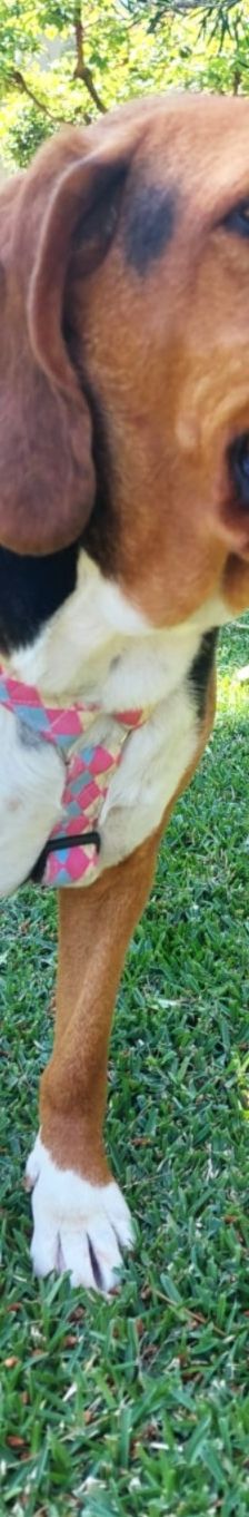 Bella – Bracke, Weibchen, 2 Jahre 6 Monate, Griechenland – Foto 2