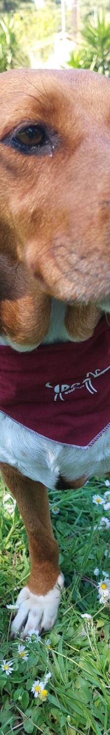 Bella – Bracke, Weibchen, 2 Jahre 6 Monate, Griechenland – Foto 3