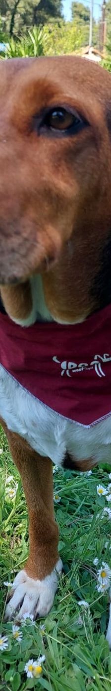 Bella – Bracke, Weibchen, 2 Jahre 6 Monate, Griechenland – Foto 4
