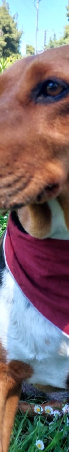Bella – Bracke, Weibchen, 2 Jahre 6 Monate, Griechenland – Foto 5