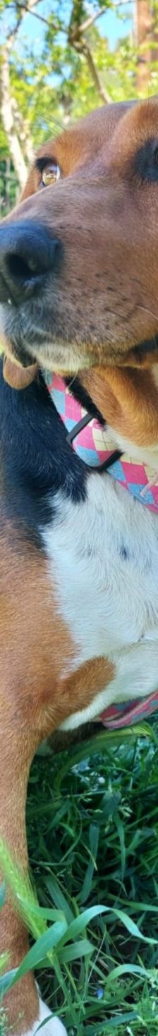 Bella – Bracke, Weibchen, 2 Jahre 6 Monate, Griechenland – Foto 6