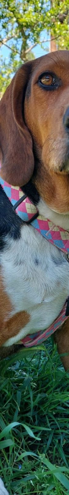 Bella – Bracke, Weibchen, 2 Jahre 6 Monate, Griechenland – Foto 7