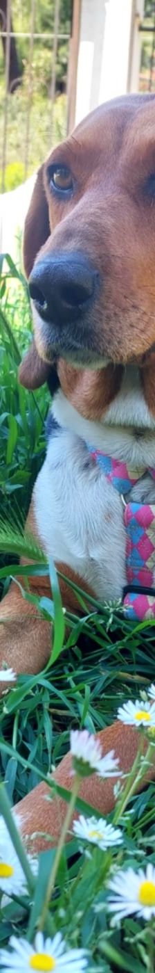 Bella – Bracke, Weibchen, 2 Jahre 6 Monate, Griechenland – Foto 8