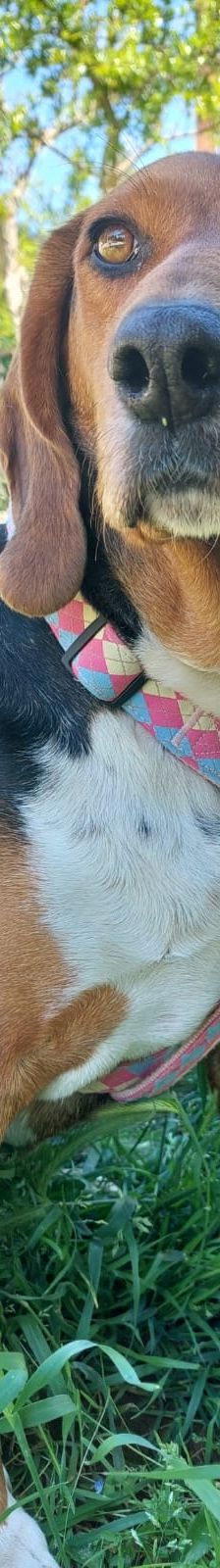 Bella – Bracke, Weibchen, 2 Jahre 6 Monate, Griechenland – Foto 9