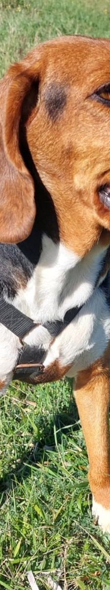 Bella – Bracke, Weibchen, 2 Jahre 6 Monate, Griechenland – Foto 10