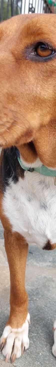 Bella – Bracke, Weibchen, 2 Jahre 6 Monate, Griechenland – Foto 11