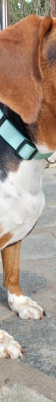 Bella – Bracke, Weibchen, 2 Jahre 6 Monate, Griechenland – Foto 12