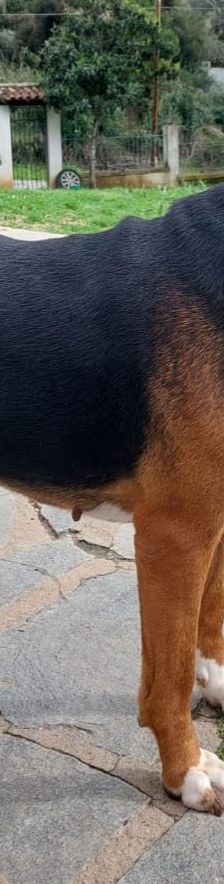 Bella – Bracke, Weibchen, 2 Jahre 6 Monate, Griechenland – Foto 13