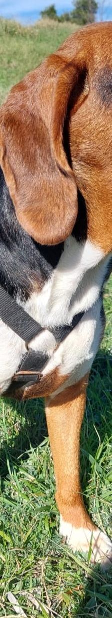 Bella – Bracke, Weibchen, 2 Jahre 6 Monate, Griechenland – Foto 14