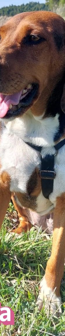 Bella – Bracke, Weibchen, 2 Jahre 6 Monate, Griechenland – Foto 15