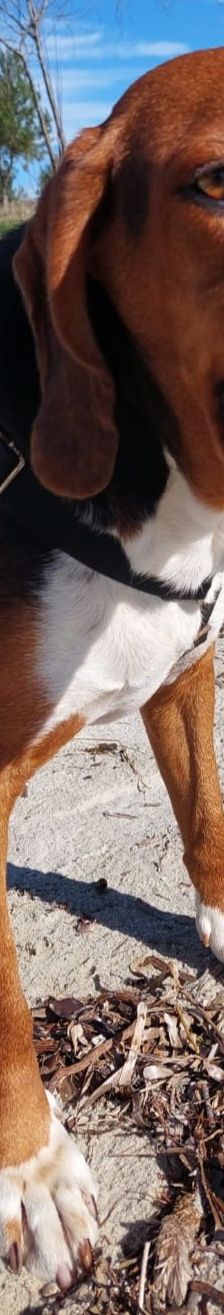 Bella – Bracke, Weibchen, 2 Jahre 6 Monate, Griechenland – Foto 16
