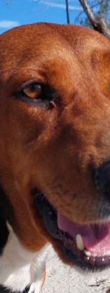 Bella – Bracke, Weibchen, 2 Jahre 6 Monate, Griechenland – Foto 17
