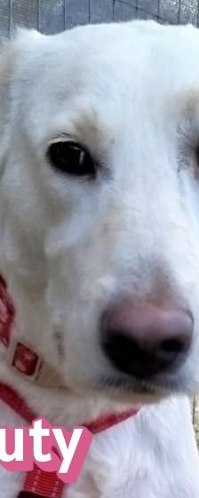 Beauty – Labrador-Mix, Weibchen, 2 Jahre, Griechenland – Foto 1