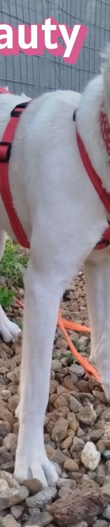 Beauty – Labrador-Mix, Weibchen, 2 Jahre, Griechenland – Foto 2