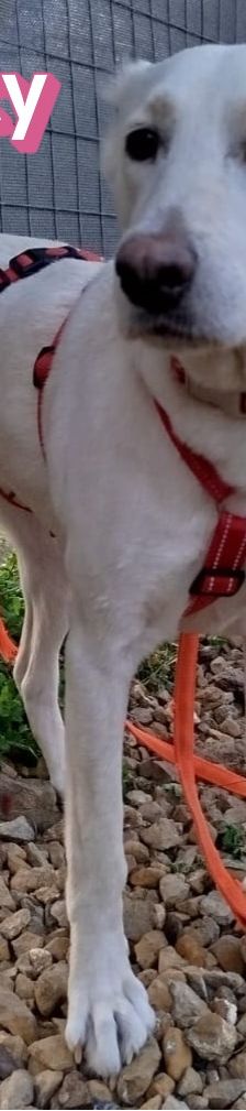 Beauty – Labrador-Mix, Weibchen, 2 Jahre, Griechenland – Foto 4