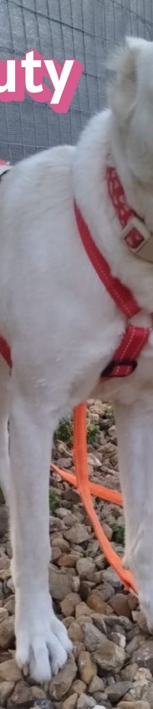 Beauty – Labrador-Mix, Weibchen, 2 Jahre, Griechenland – Foto 5