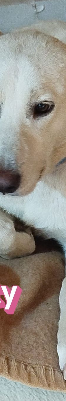 Beauty – Labrador-Mix, Weibchen, 2 Jahre, Griechenland – Foto 6
