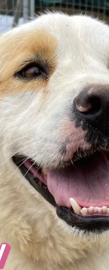 Candy – Mischling, Weibchen, 3 Jahre 8 Monate, Griechenland – Foto 1