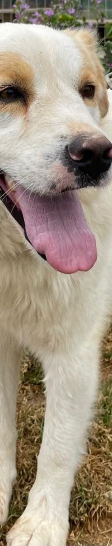 Candy – Mischling, Weibchen, 3 Jahre 8 Monate, Griechenland – Foto 2