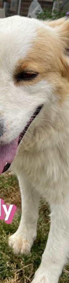 Candy – Mischling, Weibchen, 3 Jahre 8 Monate, Griechenland – Foto 3