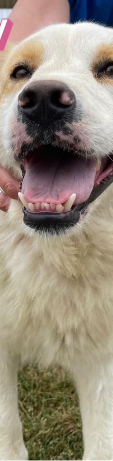 Candy – Mischling, Weibchen, 3 Jahre 8 Monate, Griechenland – Foto 6