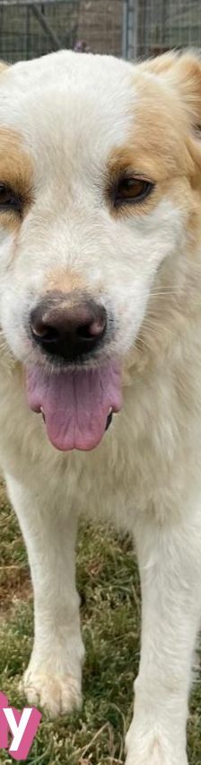 Candy – Mischling, Weibchen, 3 Jahre 8 Monate, Griechenland – Foto 7