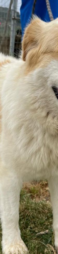 Candy – Mischling, Weibchen, 3 Jahre 8 Monate, Griechenland – Foto 8