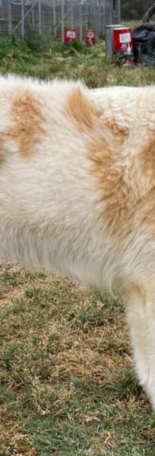 Candy – Mischling, Weibchen, 3 Jahre 8 Monate, Griechenland – Foto 9