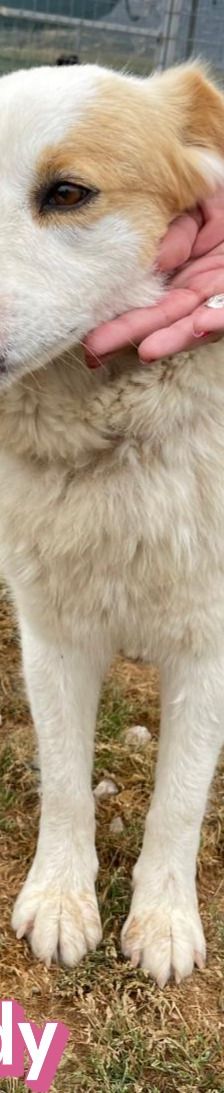 Candy – Mischling, Weibchen, 3 Jahre 8 Monate, Griechenland – Foto 10