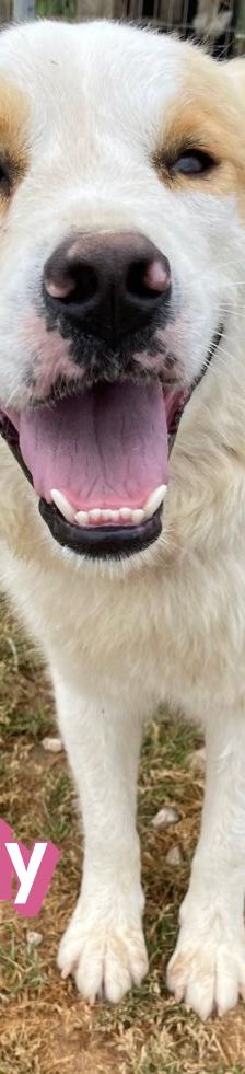 Candy – Mischling, Weibchen, 3 Jahre 8 Monate, Griechenland – Foto 11