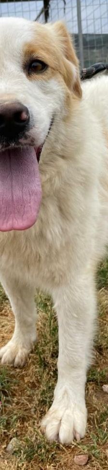 Candy – Mischling, Weibchen, 3 Jahre 8 Monate, Griechenland – Foto 12