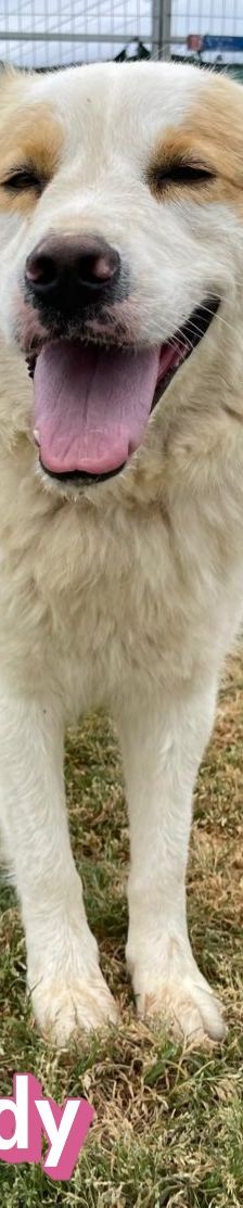Candy – Mischling, Weibchen, 3 Jahre 8 Monate, Griechenland – Foto 14