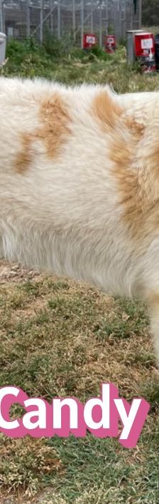 Candy – Mischling, Weibchen, 3 Jahre 8 Monate, Griechenland – Foto 15