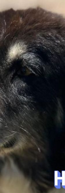 Herkules – Mischling, Männchen, 6 Jahre 1 Monat, Griechenland – Foto 1