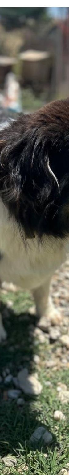 Herkules – Mischling, Männchen, 6 Jahre 1 Monat, Griechenland – Foto 2