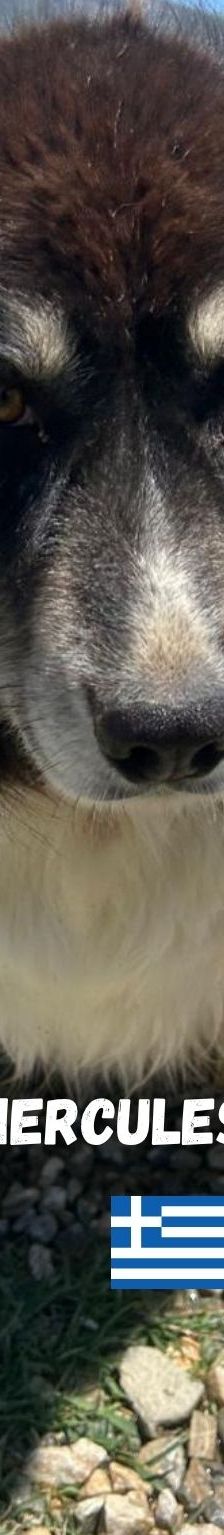 Herkules – Mischling, Männchen, 6 Jahre 1 Monat, Griechenland – Foto 3