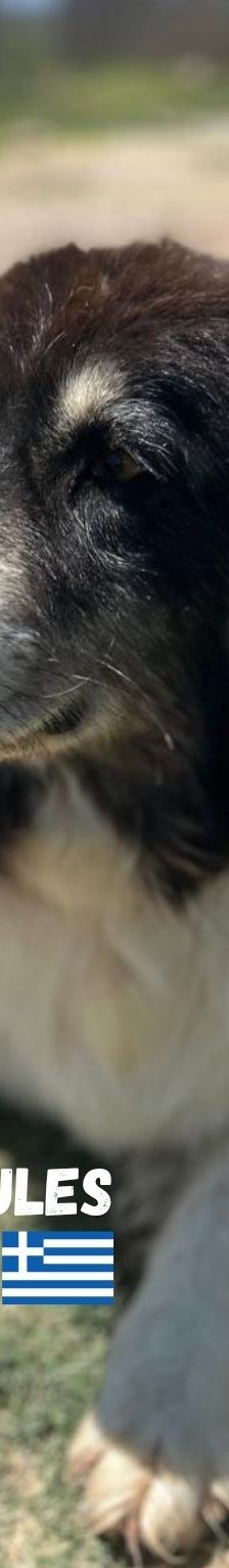 Herkules – Mischling, Männchen, 6 Jahre 1 Monat, Griechenland – Foto 4