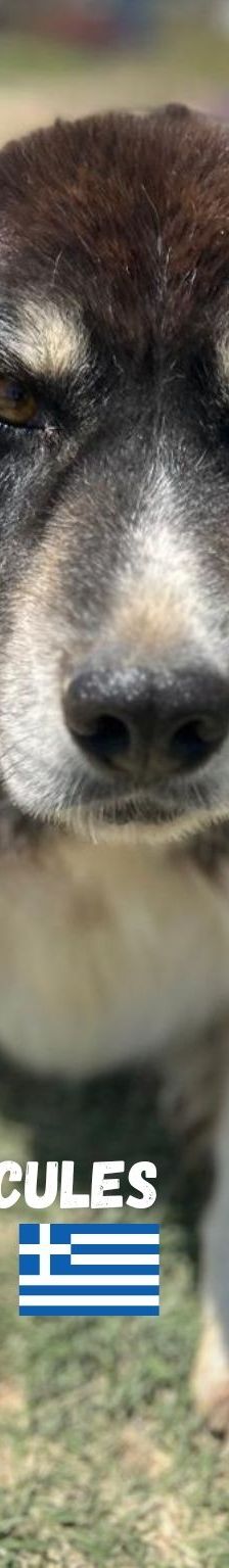 Herkules – Mischling, Männchen, 6 Jahre 1 Monat, Griechenland – Foto 5