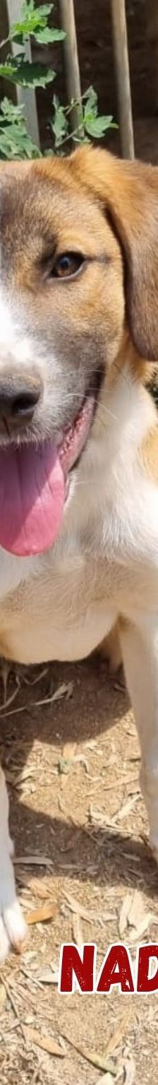 Nadja – Mischling, Weibchen, 1 Jahr 6 Monate, Griechenland – Foto 1