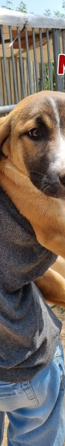 Nadja – Mischling, Weibchen, 1 Jahr 6 Monate, Griechenland – Foto 2
