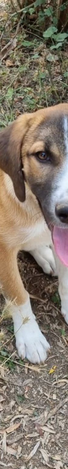 Nadja – Mischling, Weibchen, 1 Jahr 6 Monate, Griechenland – Foto 3