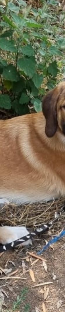Nadja – Mischling, Weibchen, 1 Jahr 6 Monate, Griechenland – Foto 4