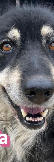 Trufa – Bearded Collie Mix, Weibchen, 2 Jahre 6 Monate, Griechenland – Foto 1