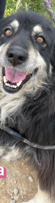 Trufa – Bearded Collie Mix, Weibchen, 2 Jahre 6 Monate, Griechenland – Foto 2
