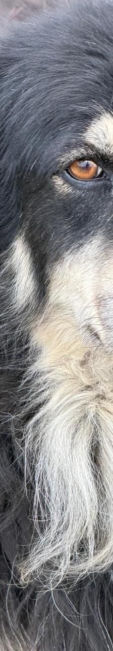 Trufa – Bearded Collie Mix, Weibchen, 2 Jahre 6 Monate, Griechenland – Foto 3